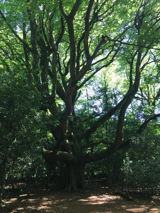 L'Hotie De Broceliande A Paimpont, Au Coeur Des Sites Naturels Et Legendaires Bed and Breakfast Buitenkant foto