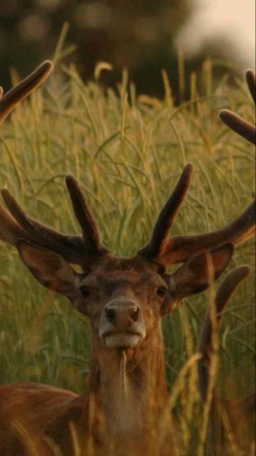 L'Hotie De Broceliande A Paimpont, Au Coeur Des Sites Naturels Et Legendaires Bed and Breakfast Buitenkant foto