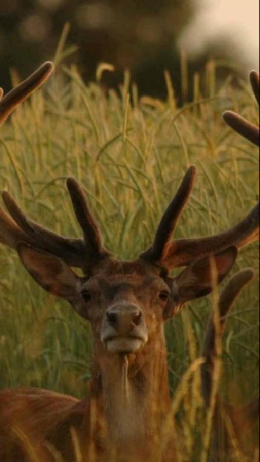 L'Hotie De Broceliande, Au Coeur Des Sites Naturels Et Legendaires Paimpont Buitenkant foto