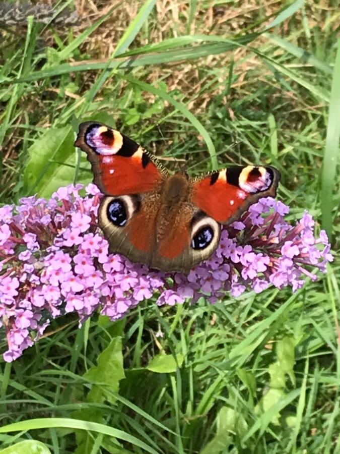 L'Hotie De Broceliande A Paimpont, Au Coeur Des Sites Naturels Et Legendaires Bed and Breakfast Buitenkant foto