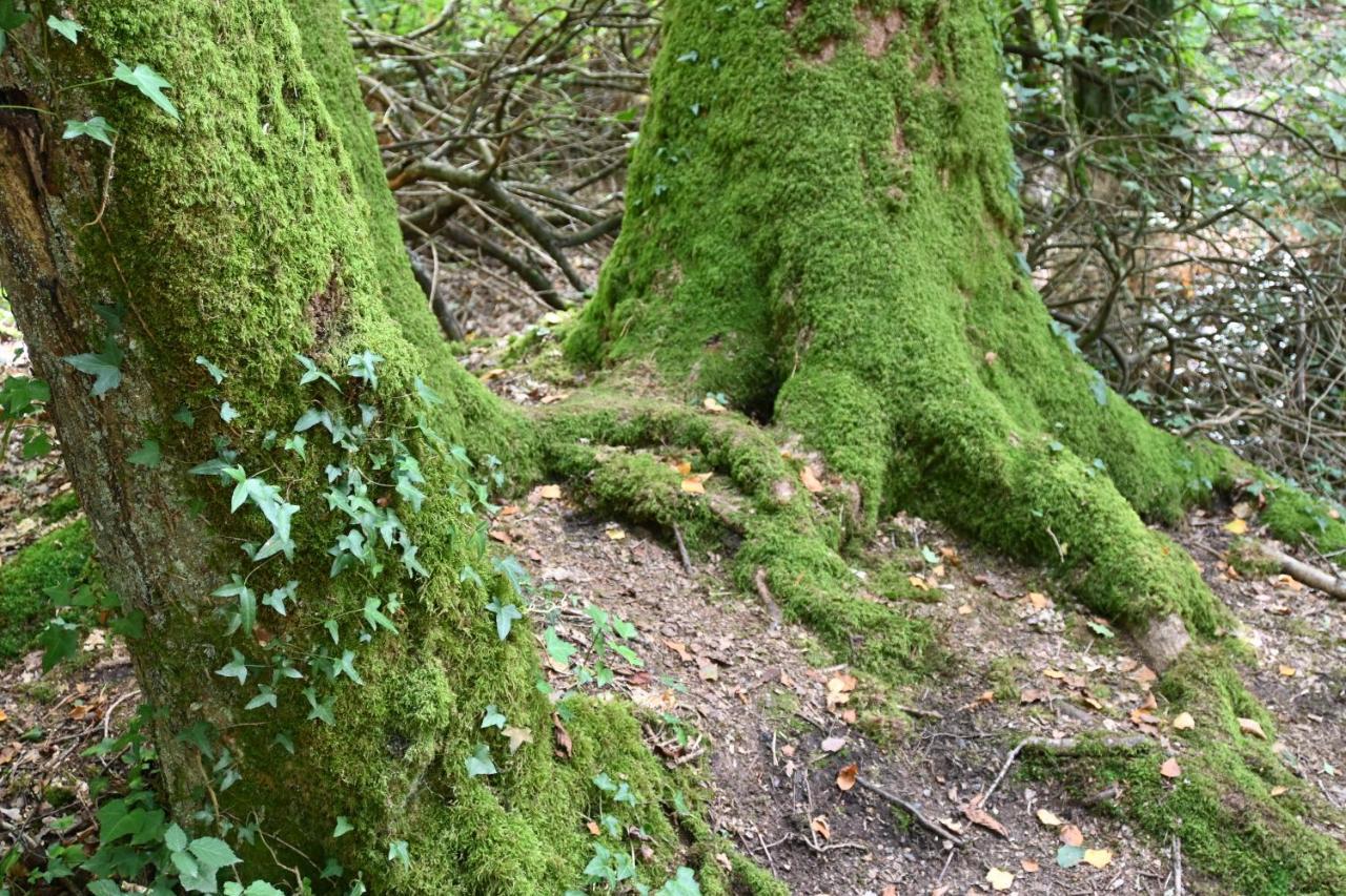 L'Hotie De Broceliande, Au Coeur Des Sites Naturels Et Legendaires Paimpont Buitenkant foto