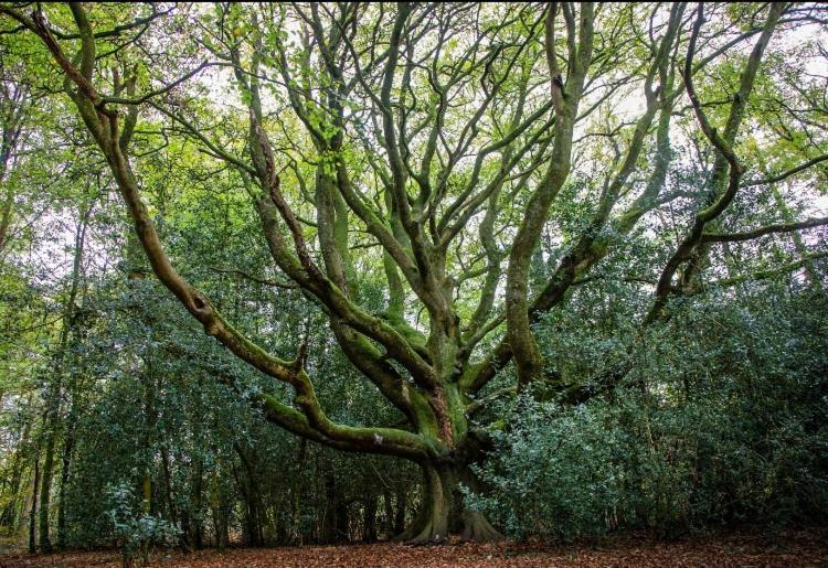 L'Hotie De Broceliande A Paimpont, Au Coeur Des Sites Naturels Et Legendaires Bed and Breakfast Buitenkant foto