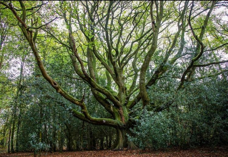 L'Hotie De Broceliande, Au Coeur Des Sites Naturels Et Legendaires Paimpont Buitenkant foto