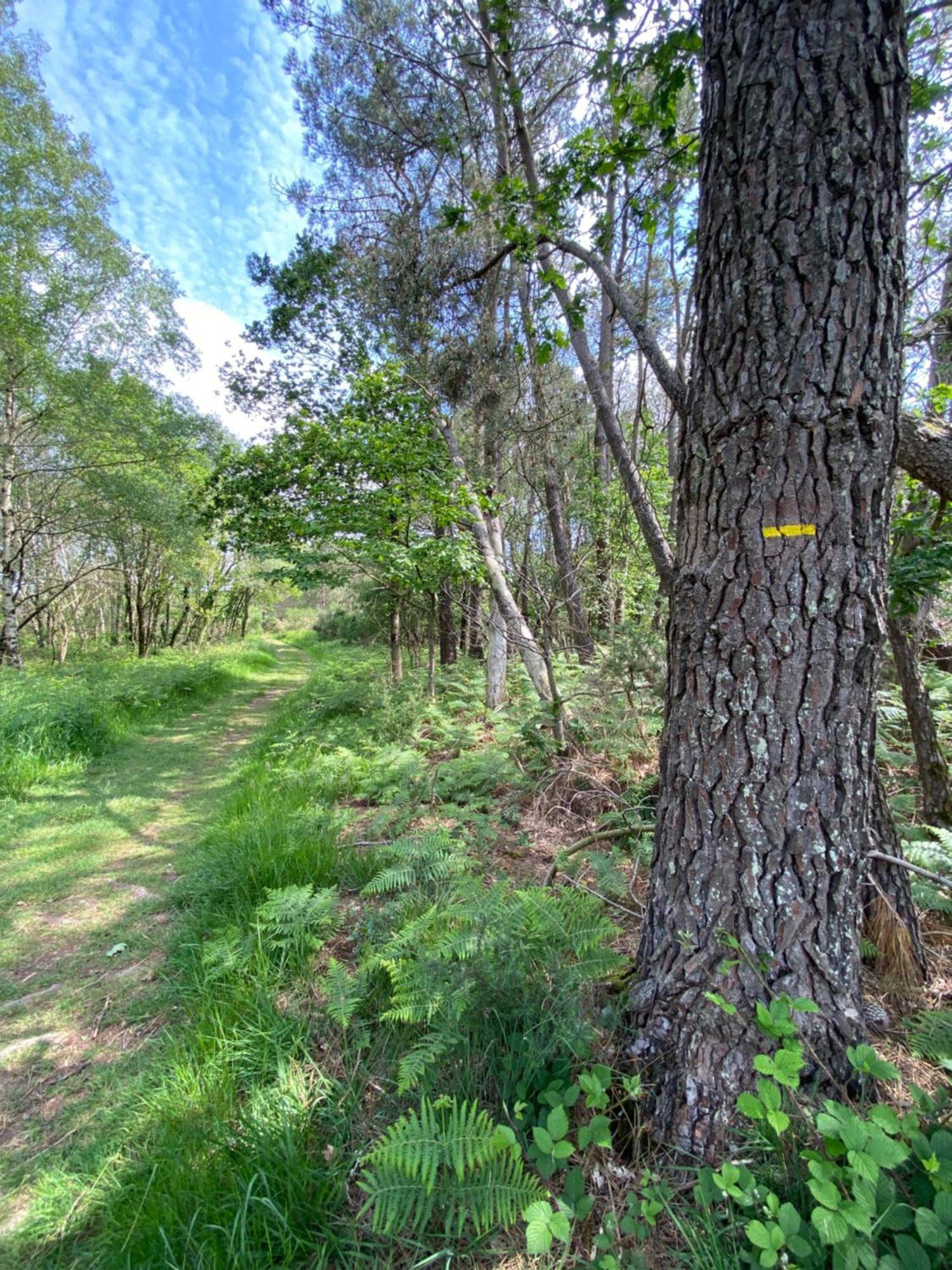 L'Hotie De Broceliande, Au Coeur Des Sites Naturels Et Legendaires Paimpont Buitenkant foto