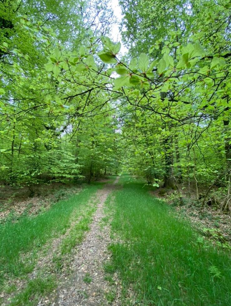 L'Hotie De Broceliande, Au Coeur Des Sites Naturels Et Legendaires Paimpont Buitenkant foto